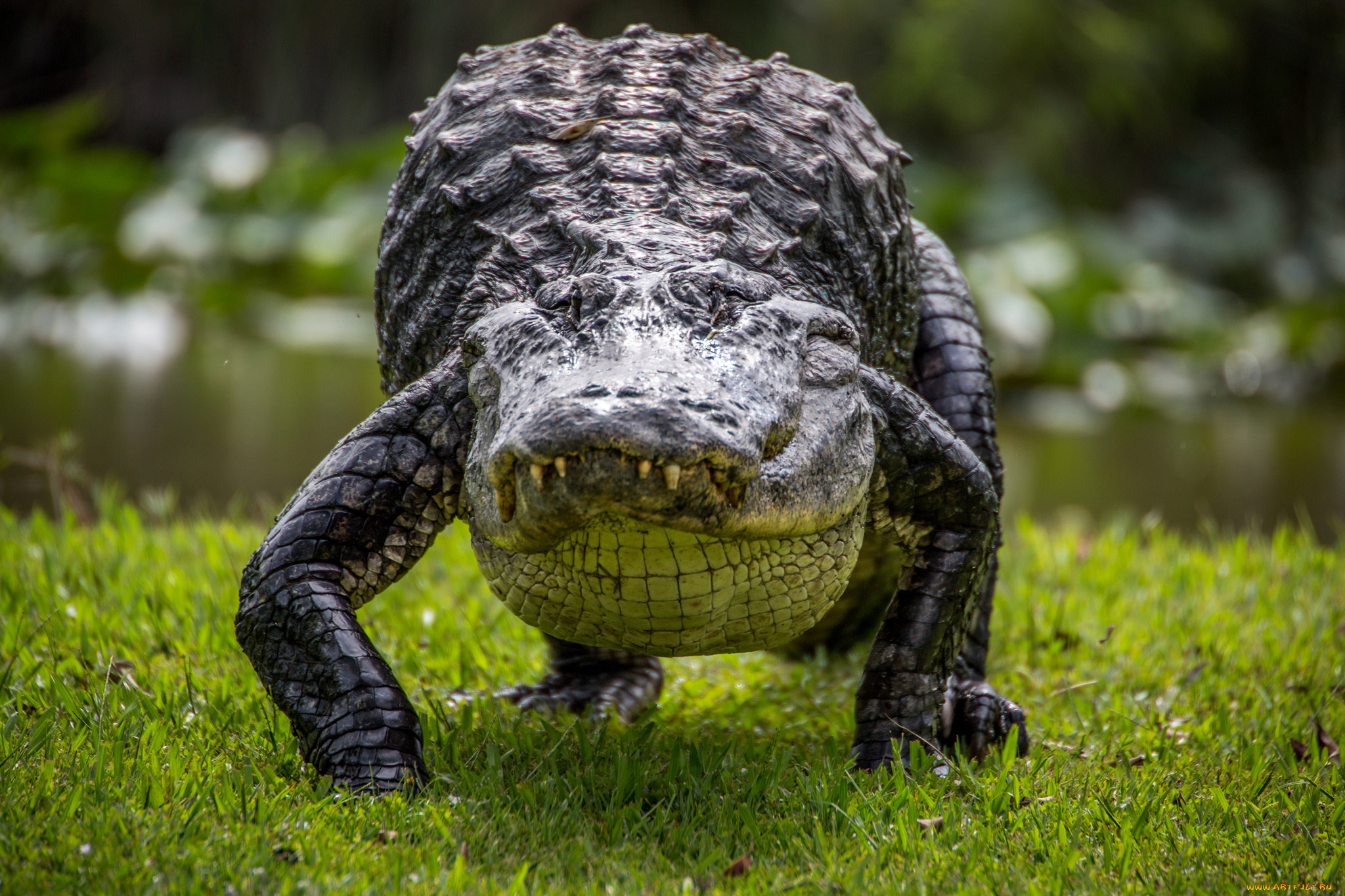 Крокодил это пресмыкающееся животное. Пресмыкающиеся крокодил. Зухос крокодил. Нильский крокодил рептилия. Пресмыкающиеся животные Аллигатор.